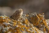 Steenuil - Athene noctua - Little Owl