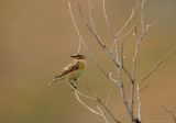 Paapje - Saxicola rubetra - Whinchat