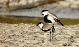Sporenkievit - Vanellus spinosus  Spur - Winged Lapwing