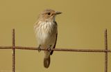 Grauwe Vliegenvanger - Muscicapa striata - Spotted Flycatcher