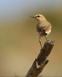 Izabeltapuit - Oenanthe isabellina - Isabelline Wheatear