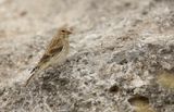 Rotsmus - Petronia petronia - Rock Sparrow