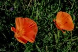 California Poppy