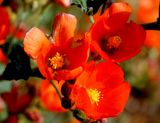 Mojave & Red Rock Canyon