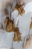 Seeds and Snow