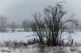 Winter Fields