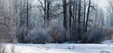 Frosty Woods