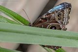 Blauer Morpho