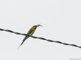 Blue-tailed Bee-eater positioning its food