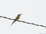 Blue-tailed Bee-eater swallowing