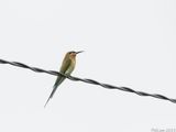 Blue-tailed Bee-eater