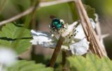 Green Sweat Bee.jpg