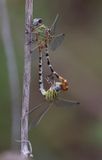 Eastern Ringtail pair.jpg