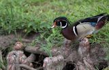 Wood Duck 02.jpg