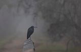 Little-blue Heron