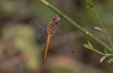 Wandering Glider