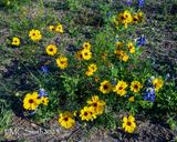 Coreopsis and Bluenonnets