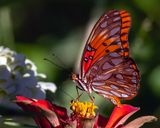 Gulf fritillary Close Up