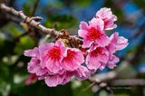 20110204-101038-K7_A0110.JPG