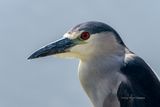 20240428-160504-K33A0278.JPG