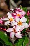 20170507-085449-K52B0090.JPG