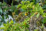 20130609-163902-K52S0355.JPG