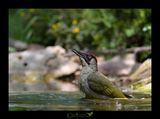 Picchio verde maschio