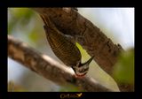 Picchio codadorata