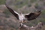 Laquila di Bonelli  (Aquila fasciata) 