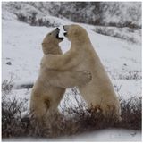ORSO POLARE 