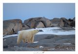 ORSO POLARE 