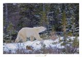 ORSO POLARE
