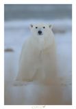 ORSO POLARE - CHURCHILL