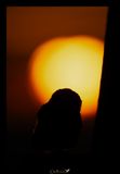 CIVETTA AL TRAMONTO