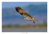 Falco pescatore