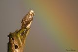 Buizerd met regenboog