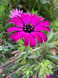 Dimorphotheca ecklonis