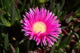 Carpobrotus acinaciformis