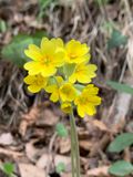 Primavera (Primula veris)