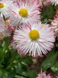 Bellis perennis