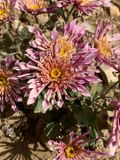 Chrysanthemum morifolium