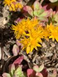 Cape blanco (Sedum spathulifolium)