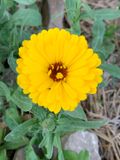  Calendula officinalis