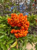 Piracanta (Pyracantha coccinea)