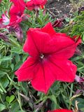 Petunia (Petunia atkinsiana)