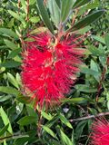 Callistemon macropunctatus