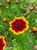 Coreopsis tinctoria