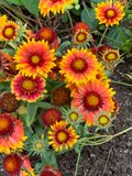 Gaillardia pulchella
