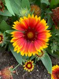 Gaillardia pulchella