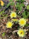 Hieracium pilosella
